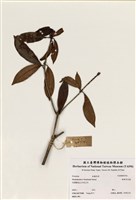 藏品(絲絨吊芙蓉)的圖片